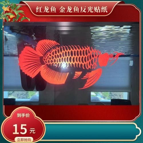 哪里可以購買到白化恐龍魚？：北京白化恐龍魚缸混養紅龍與巴卡雷龍的技巧木趣桌面