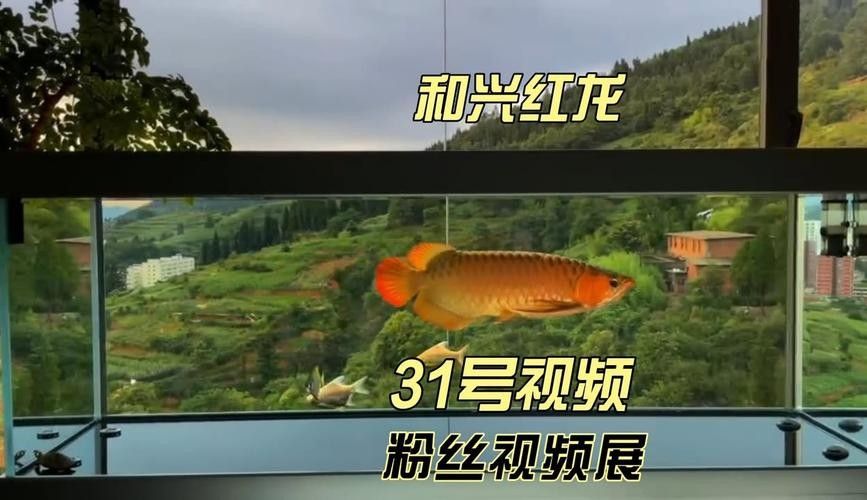 哪里可以購買到白化恐龍魚？：北京白化恐龍魚缸混養紅龍與巴卡雷龍的技巧木趣桌面
