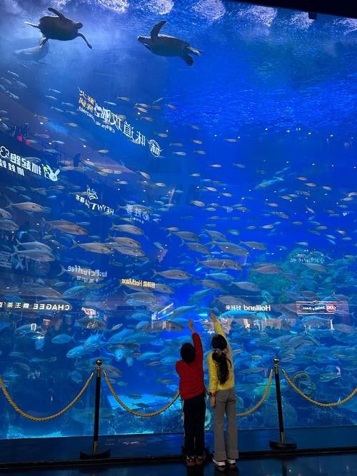 哪里可以購買到白化恐龍魚？：北京白化恐龍魚缸混養紅龍與巴卡雷龍的技巧木趣桌面