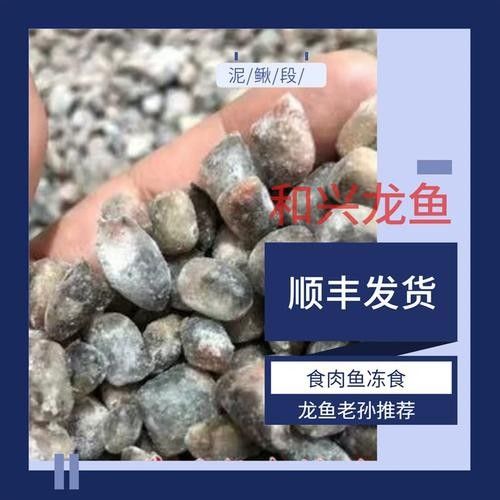哪里可以購買到白化恐龍魚？：北京白化恐龍魚缸混養紅龍與巴卡雷龍的技巧木趣桌面