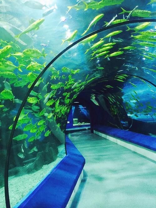 哪里可以購買到白化恐龍魚？：北京白化恐龍魚缸混養紅龍與巴卡雷龍的技巧木趣桌面