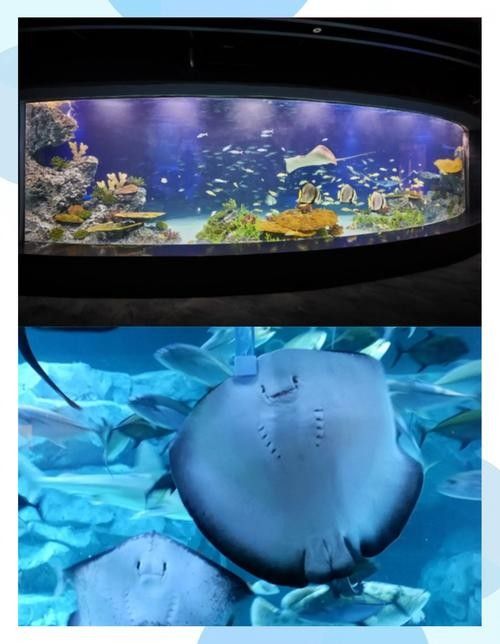 哪里可以購買到白化恐龍魚？：北京白化恐龍魚缸混養紅龍與巴卡雷龍的技巧木趣桌面