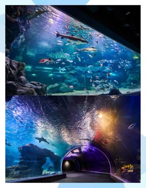 哪里可以購買到白化恐龍魚？：北京白化恐龍魚缸混養紅龍與巴卡雷龍的技巧木趣桌面