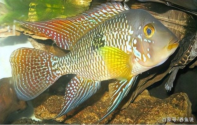 龍魚外寄感染會自愈嗎？：如何預防龍魚外寄感染