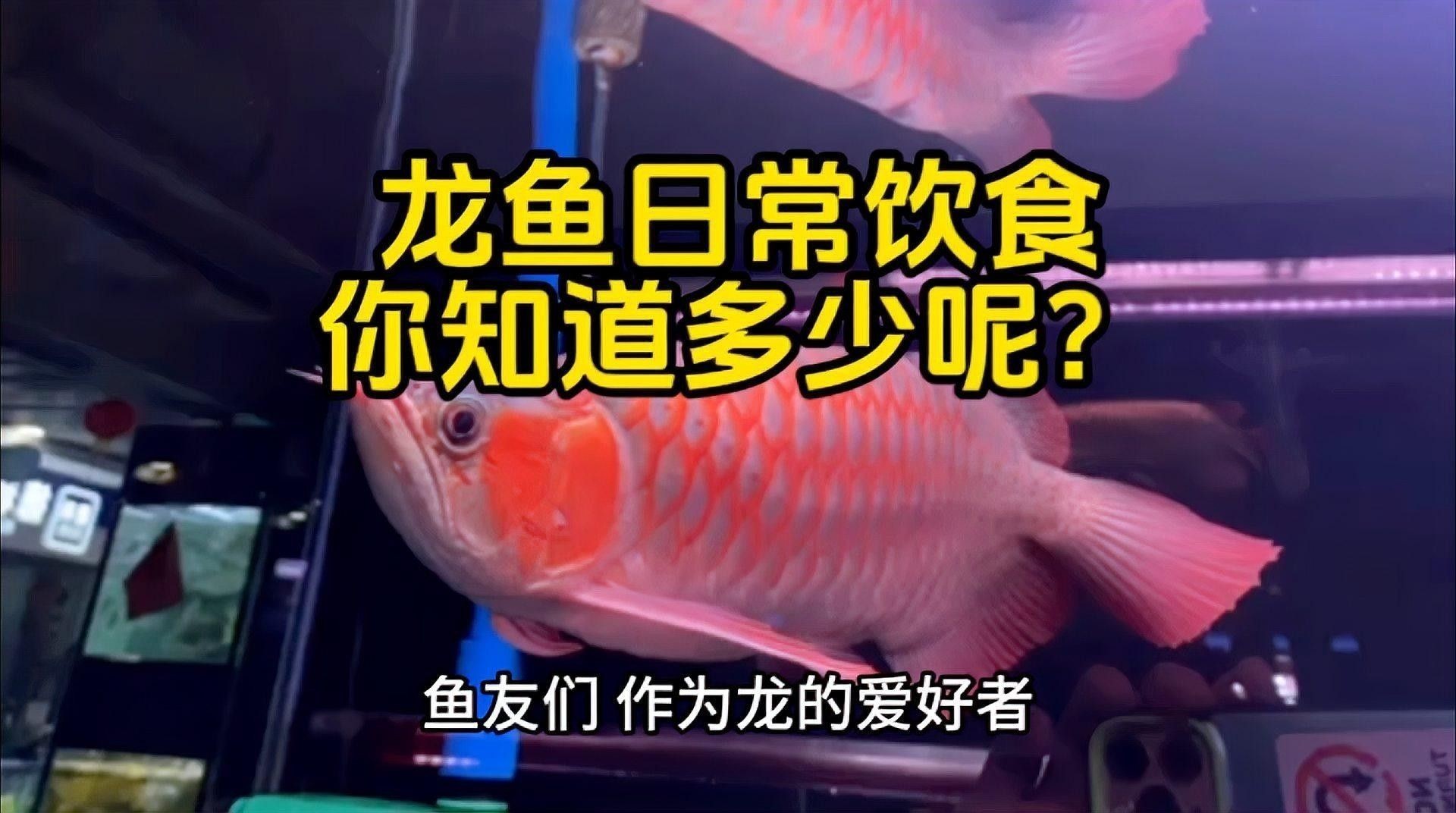 紅龍金龍魚多久喂一次合適？：紅龍魚和金龍魚的喂食頻率