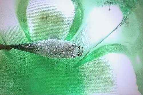 紅龍魚白點病多久會死：紅龍魚得了白點病多久會死