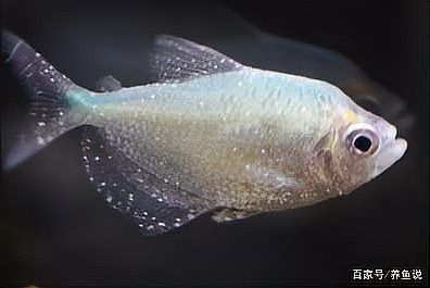 紅龍魚白點病多久會死：紅龍魚得了白點病多久會死
