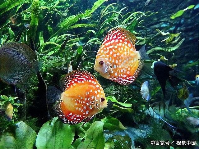 紅龍魚白點病多久會死：紅龍魚得了白點病多久會死