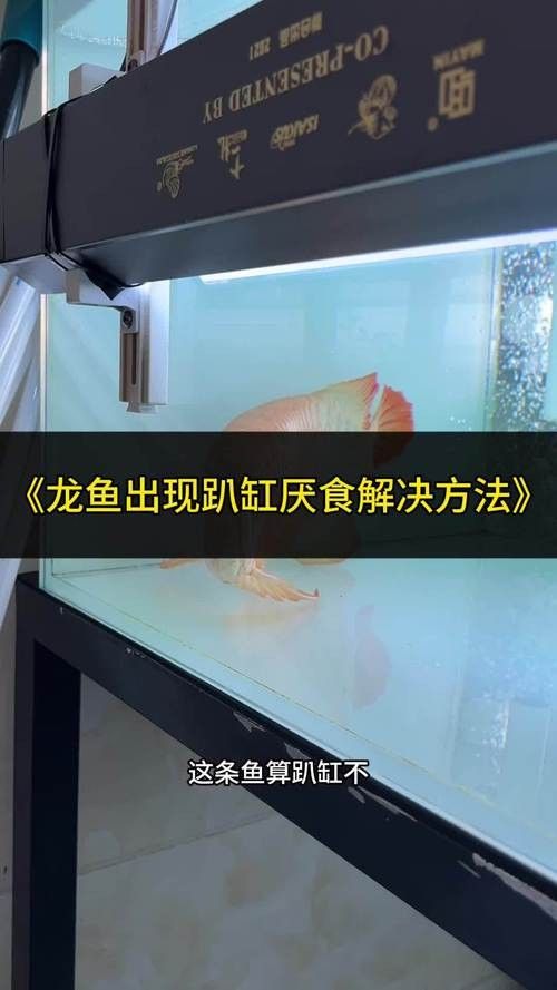 如何預(yù)防龍魚趴缸？：夏天魚缸高溫龍魚拒食趴缸如何解決龍魚趴缸五種方法