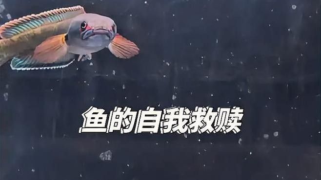 雷龍魚蹭沙子會自愈嗎：雷龍魚蹭沙行為是否能夠自愈
