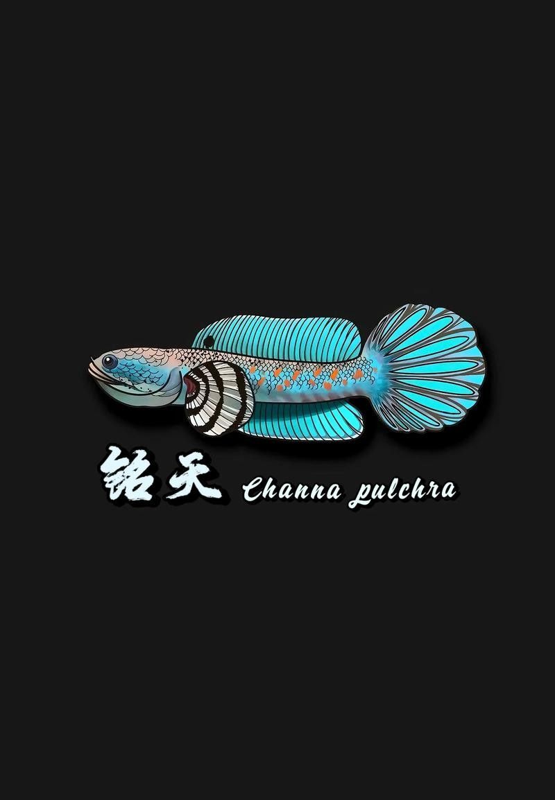 幻彩雷龍魚適合新手嗎？：幻彩紅寶石雷龍魚適合新手養嗎