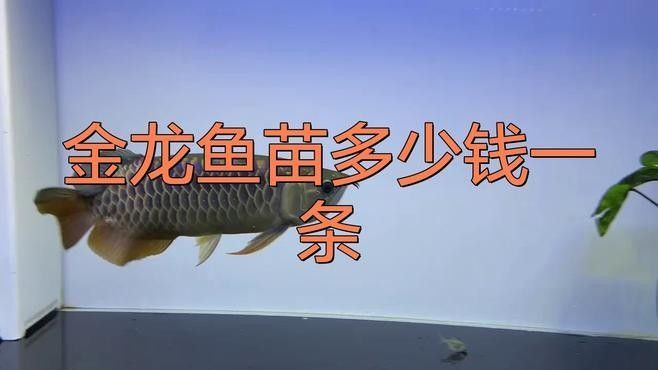 金龍魚苗哪個品種最貴：金頭過背金龍魚苗多少錢一只鹿娛星球價格表大全