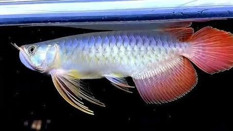 如何鑒別大湖龍魚的真偽？：七鰭與游動姿態
