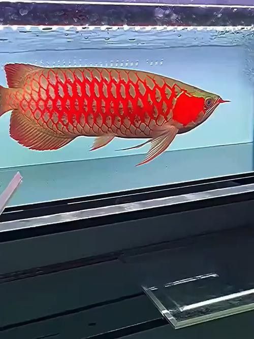 如何鑒別大湖龍魚的真偽？：七鰭與游動姿態