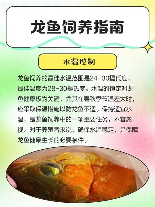 太原龍魚價格范圍是多少？：太原龍魚的價格范圍因品種、品相和血統(tǒng)差異大
