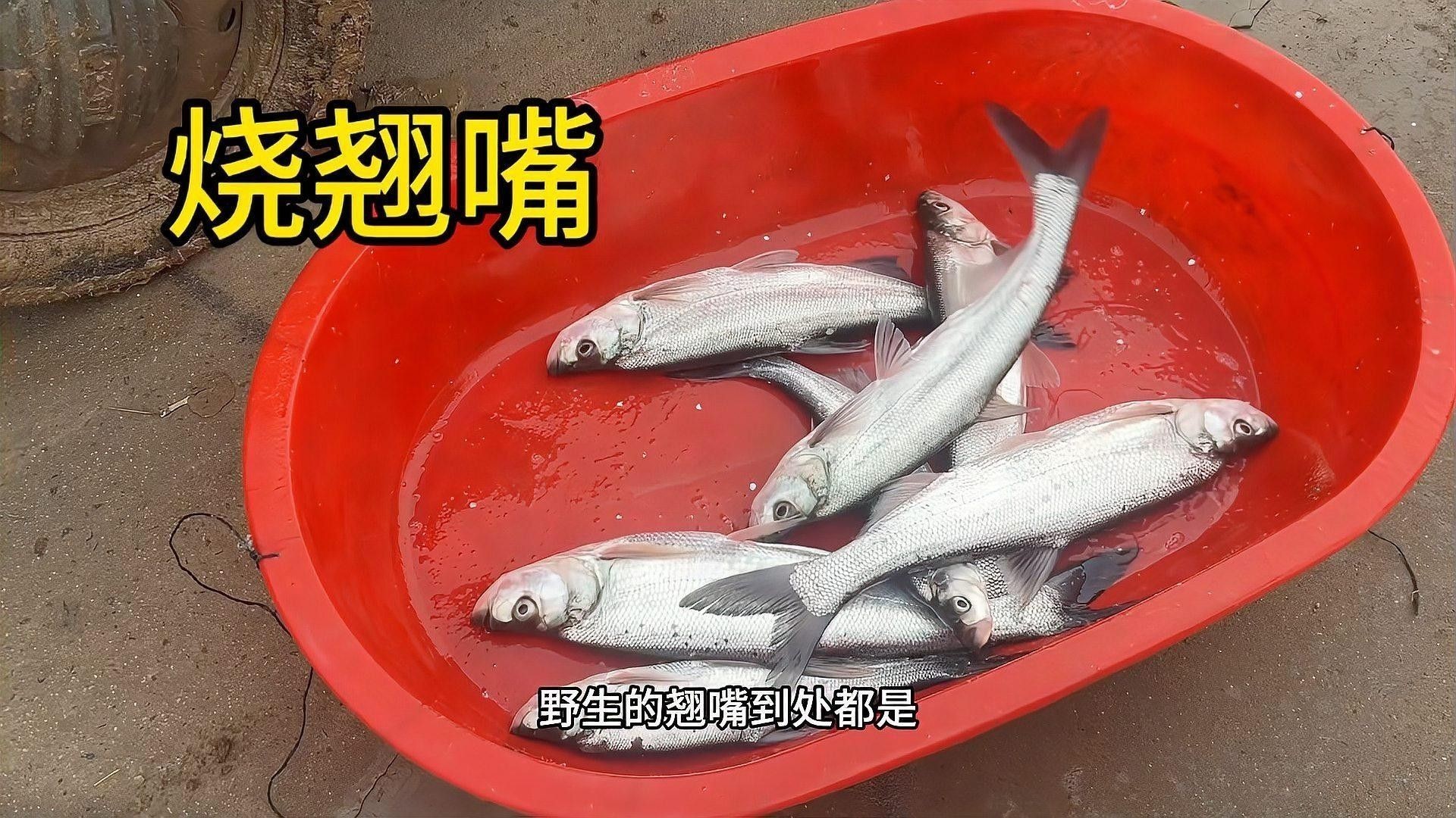 金龍魚和翹嘴魚哪個(gè)更好吃？：夏季“翹嘴魚”怎么做好吃