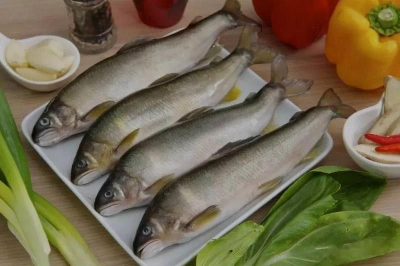 金龍魚和翹嘴魚哪個(gè)更好吃？：夏季“翹嘴魚”怎么做好吃