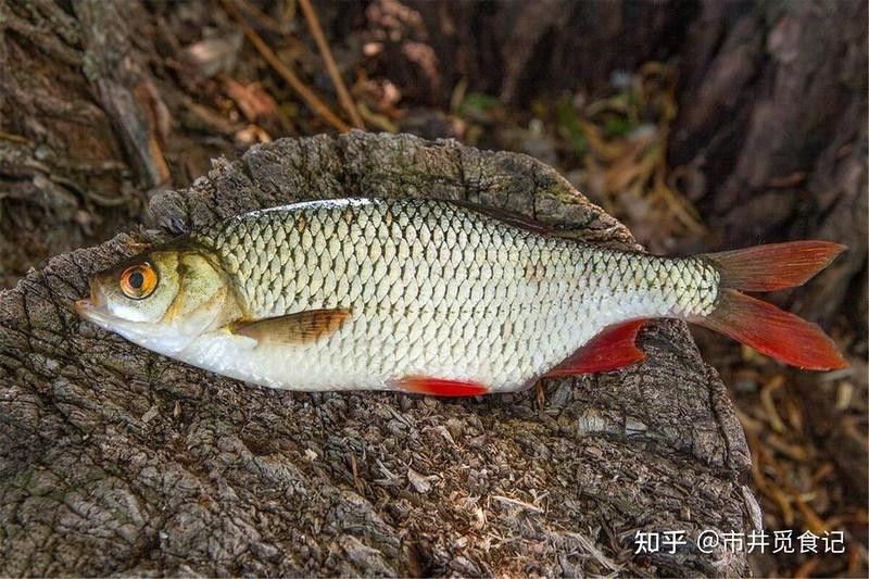 金龍魚和翹嘴魚哪個(gè)更好吃？：夏季“翹嘴魚”怎么做好吃
