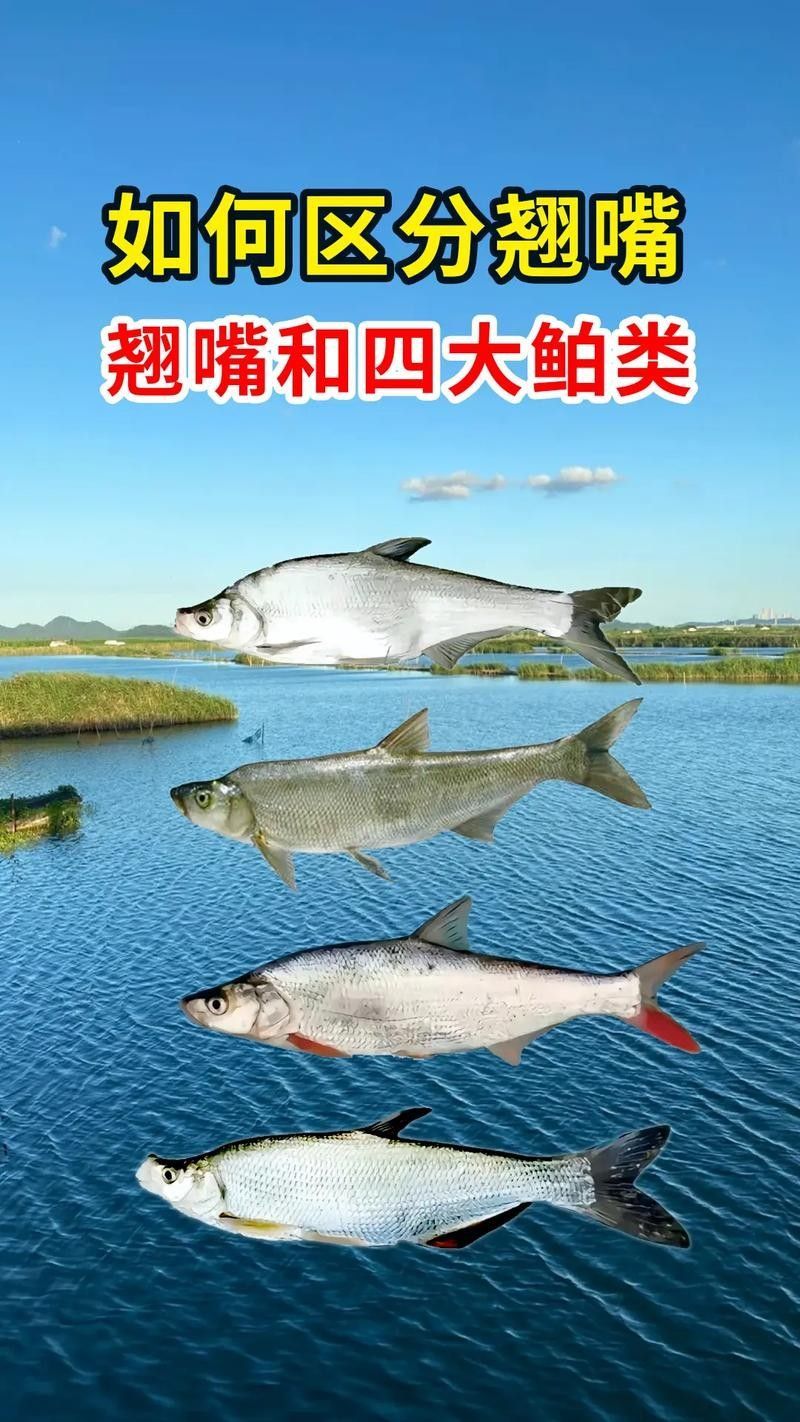 金龍魚和翹嘴魚哪個(gè)更好吃？：夏季“翹嘴魚”怎么做好吃