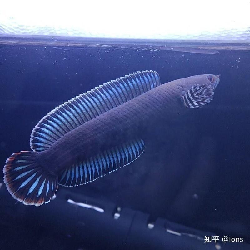 斑馬狗頭和雷龍魚(yú)哪個(gè)更受歡迎：雷龍魚(yú)與斑馬狗頭哪個(gè)更適合新手？