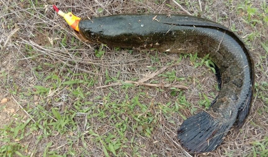 金龍魚和黑魚哪個更兇？：金龍魚和黑魚哪個更具有觀賞性？