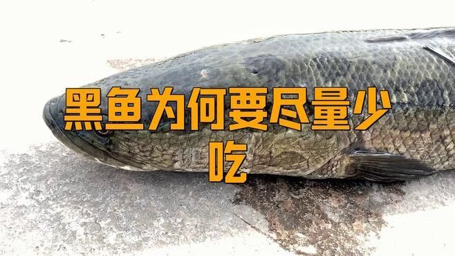 金龍魚和黑魚哪個更兇？：金龍魚和黑魚哪個更具有觀賞性？
