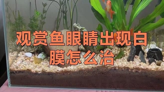 紅龍魚眼睛白膜復發后如何急救：紅龍魚眼睛白膜復發怎么辦 紅龍魚眼睛白膜復發后如何急救：紅龍魚眼睛白膜復發怎么辦 龍魚百科 第1張