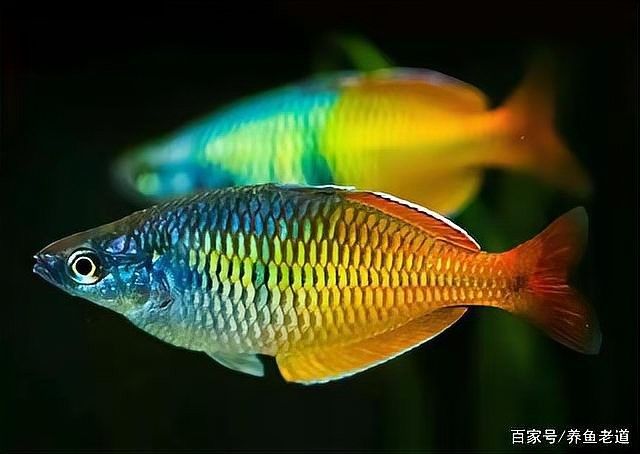 龍魚白點病多久會復發(fā)：龍魚尾巴上出現(xiàn)白點的原因是什么 龍魚白點病多久會復發(fā)：龍魚尾巴上出現(xiàn)白點的原因是什么 龍魚百科 第9張