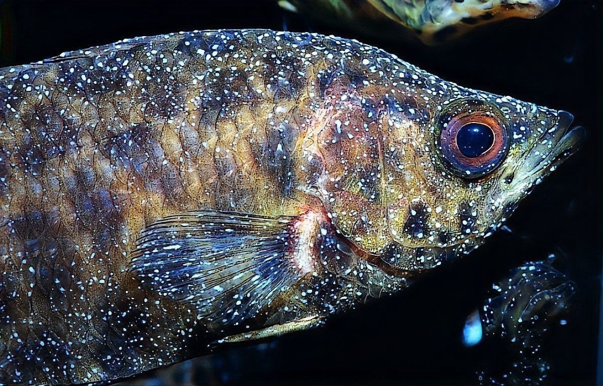 龍魚白點病多久會復發(fā)：龍魚尾巴上出現(xiàn)白點的原因是什么 龍魚白點病多久會復發(fā)：龍魚尾巴上出現(xiàn)白點的原因是什么 龍魚百科 第5張