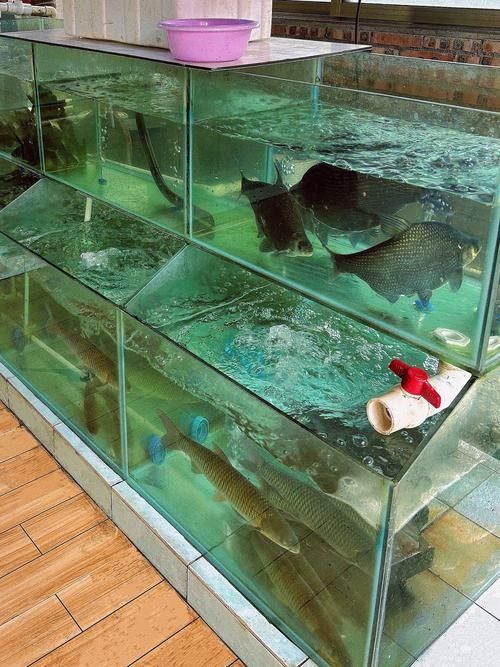 中山哪個水族館龍魚好？祥龍魚場龍魚：中山市多家水族館提供龍魚銷售及祥龍魚場相關信息