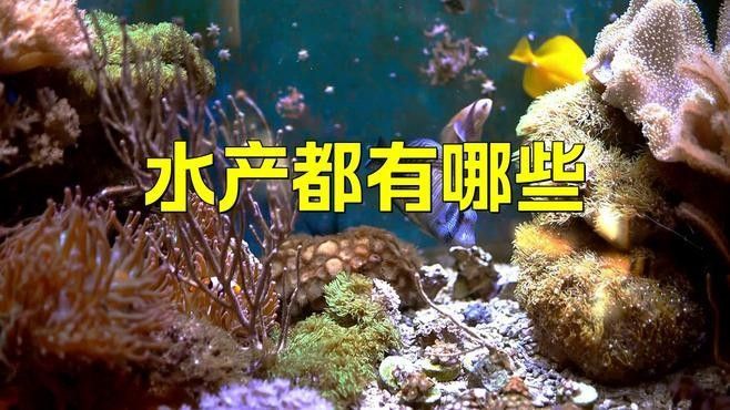 林秀龍魚檔回收哪些類型的水產品？：林秀龍魚檔的回收流程如何？