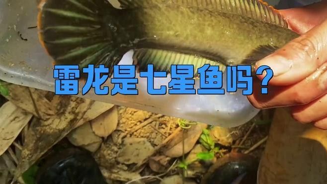 廣東野生雷龍魚有哪些品種：廣東地區分布的野生雷龍魚（鱧科魚類）主要包括以下品種