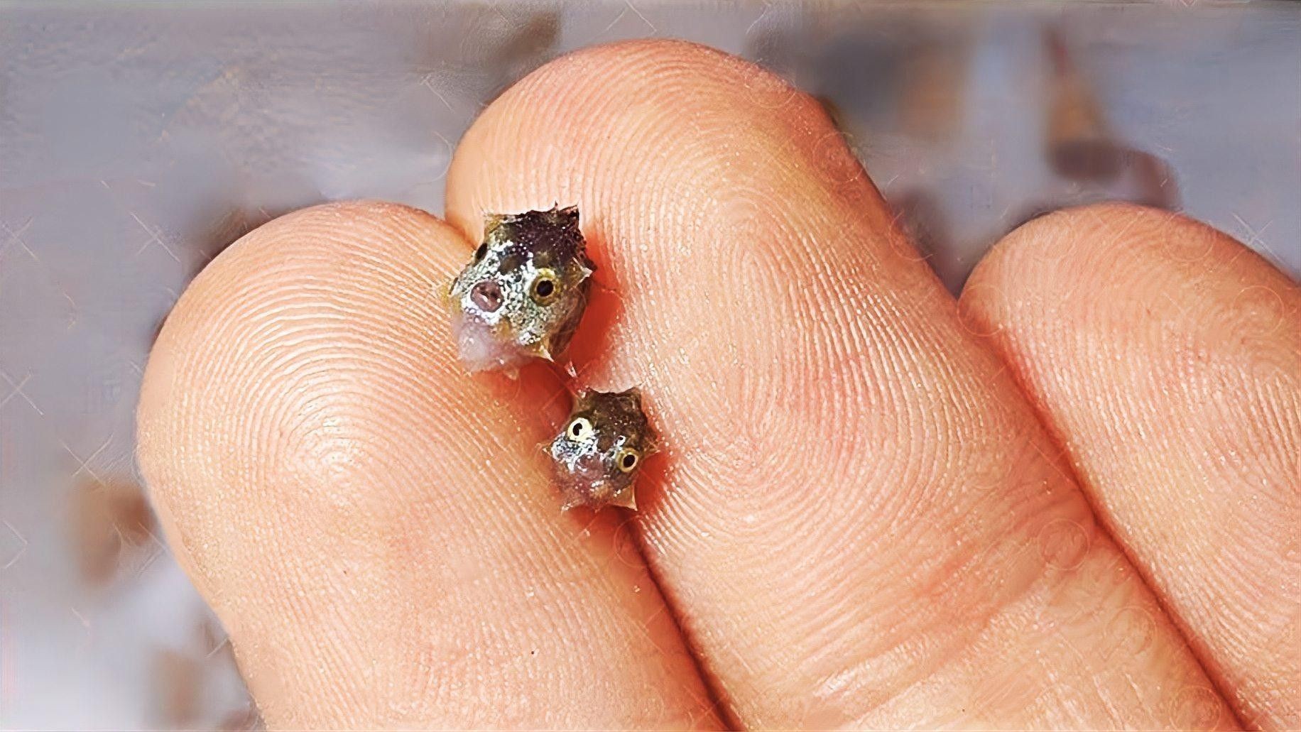 過背藍底金龍魚能長多大？：科普中國-過背藍底金龍魚