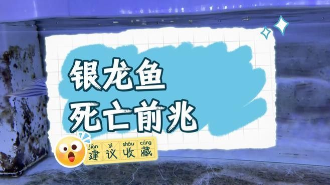 如何判斷龍魚是否死亡：龍魚死亡前兆