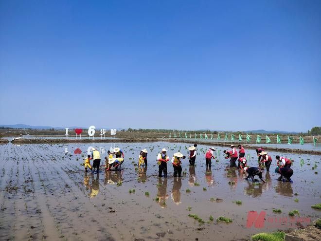 金龍魚如何通過技術減損增效？：金龍魚“六步鮮米精控技術”體系在稻谷加工全鏈條中實現減損增效