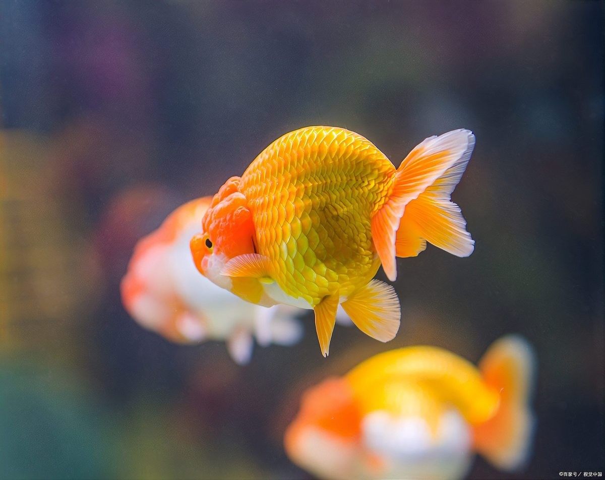金龍魚玉雕擺件的價格范圍是多少：金龍魚擺件的價格范圍因材質、尺寸和工藝差異較大