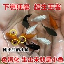 馬鞍山還有哪些觀賞魚批發商：馬鞍山花鳥市場在哪里進貨