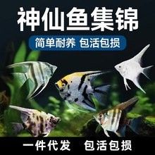 馬鞍山還有哪些觀賞魚批發商：馬鞍山花鳥市場在哪里進貨