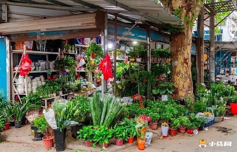 馬鞍山還有哪些觀賞魚批發商：馬鞍山花鳥市場在哪里進貨