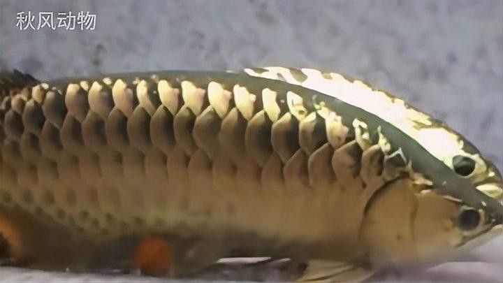 龍魚含卵期間需要換水嗎：“龍寶寶”也需要產后管理——龍魚卵的產后管理