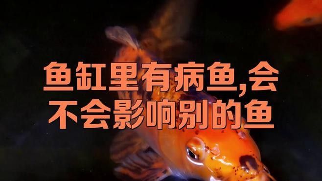 龍魚白膜病會傳染其他魚嗎：魚缸里的觀賞魚患病哪些病一定會傳染