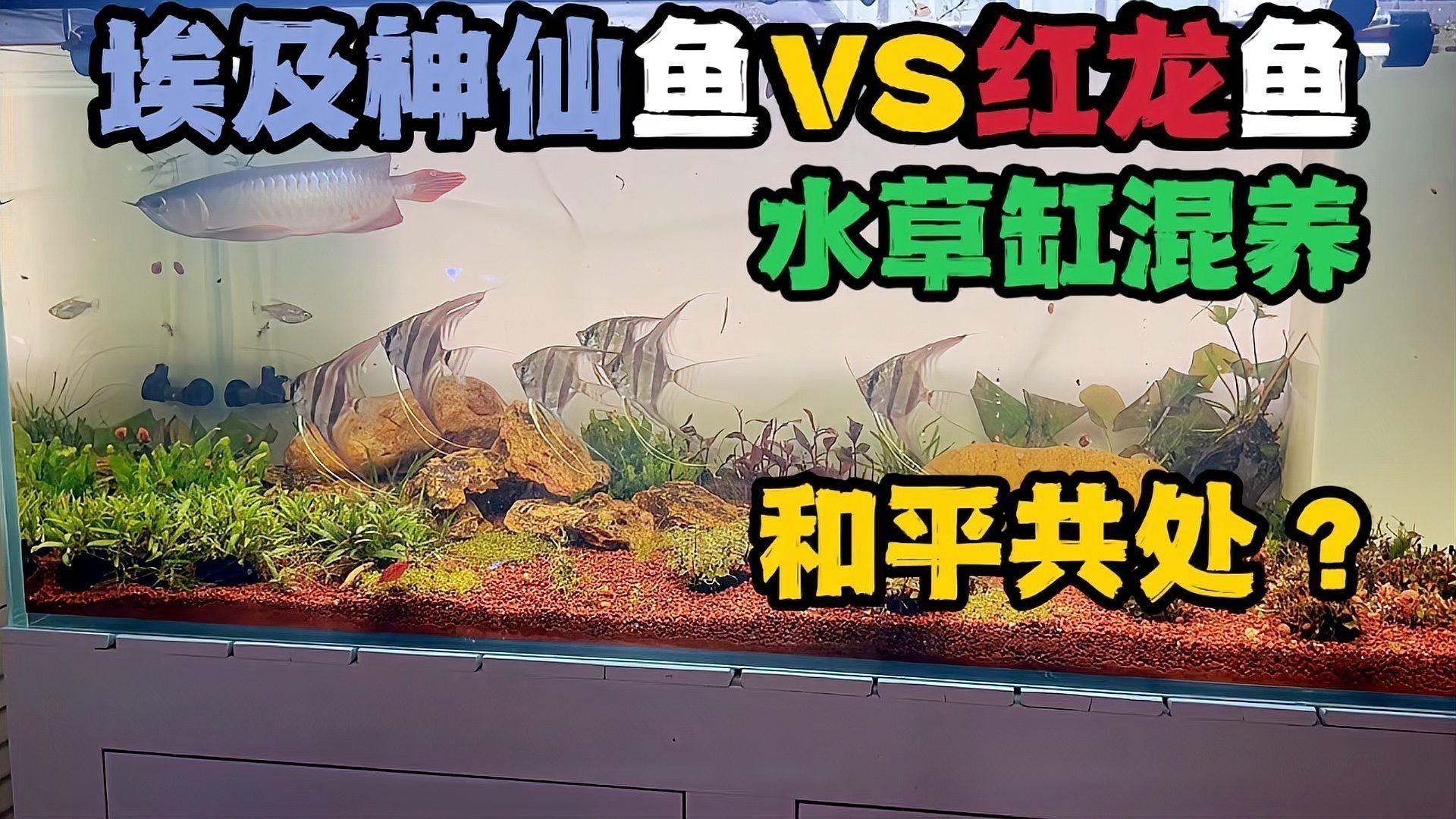 埃及神仙魚和龍魚混養需要多大的魚缸：埃及神仙魚與龍魚混養時