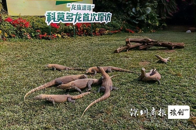 龍族繁育機(jī)制哪個(gè)最有趣？：龍族的繁育機(jī)制在不同文化和虛構(gòu)作品中呈現(xiàn)出多樣化的特點(diǎn)