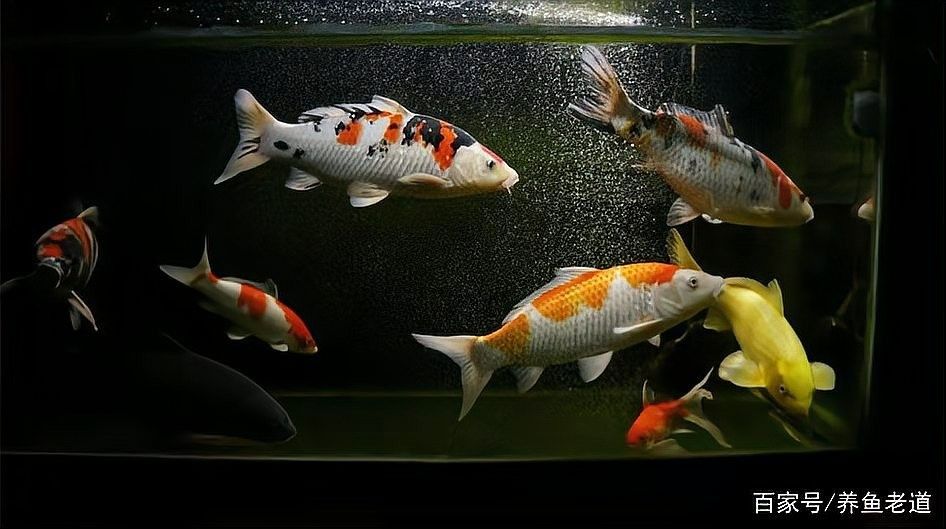 龍魚老頭魚還能長大嗎？：龍魚老頭魚能否繼續長大