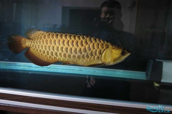 金龍魚變色是自然現象嗎：金龍魚變色是自然現象其色彩變化主要受生物學機制和環境因素共同影響