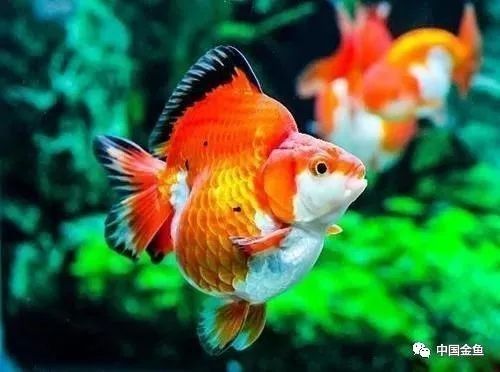 金龍魚變色是自然現象嗎：金龍魚變色是自然現象其色彩變化主要受生物學機制和環境因素共同影響