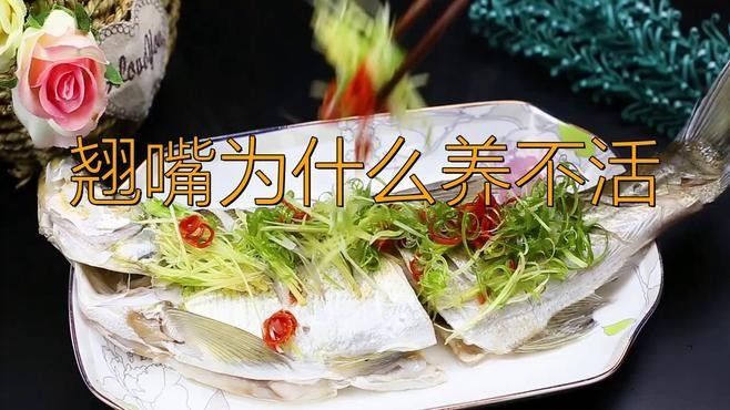翹嘴龍魚的價格是多少：翹嘴魚價格有何差異呼倫貝爾大草原的貓咪們養殖要點
