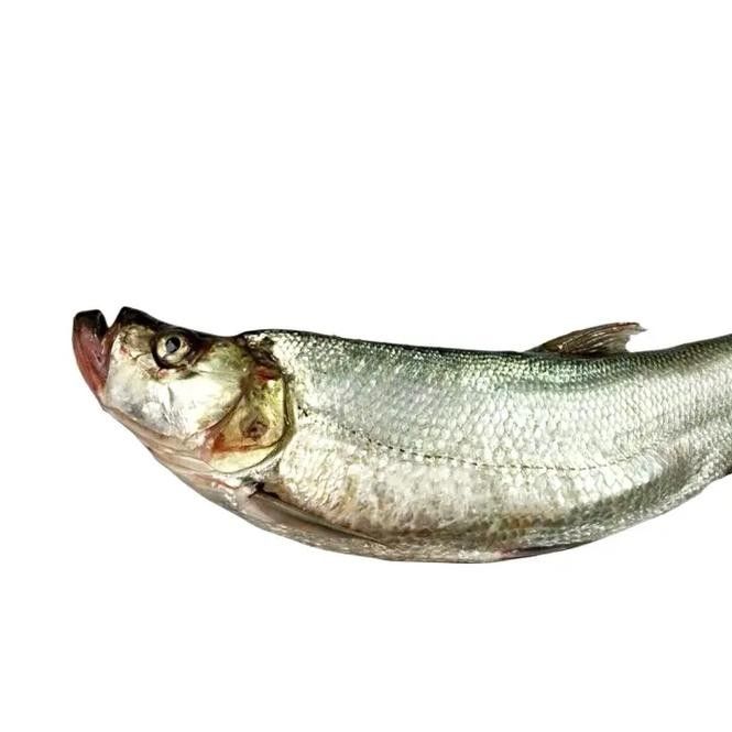 翹嘴龍魚的價格是多少：翹嘴魚價格有何差異呼倫貝爾大草原的貓咪們養殖要點