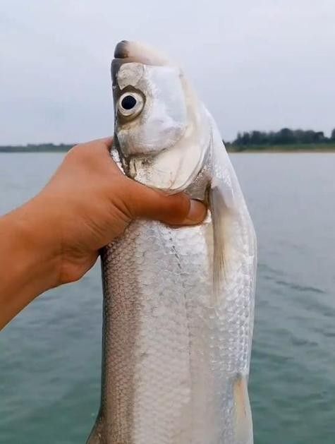 翹嘴龍魚的價格是多少：翹嘴魚價格有何差異呼倫貝爾大草原的貓咪們養殖要點