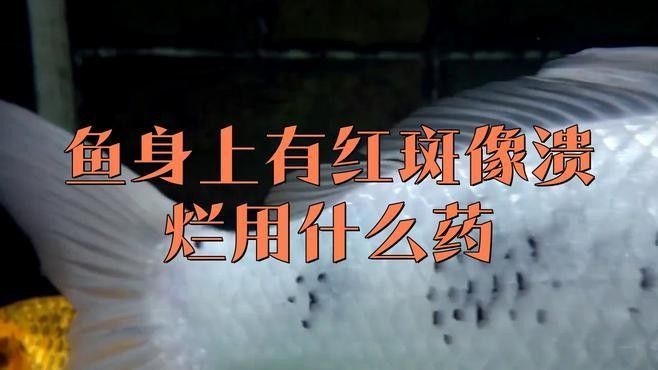 曼龍魚紅斑會傳染嗎：曼龍魚患紅斑病（表現為體表紅斑或潰爛）具有傳染性 曼龍魚紅斑會傳染嗎：曼龍魚患紅斑病（表現為體表紅斑或潰爛）具有傳染性 龍魚百科